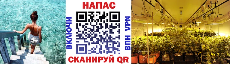 как найти закладки  Ленинск-Кузнецкий  Каннабис конопля 